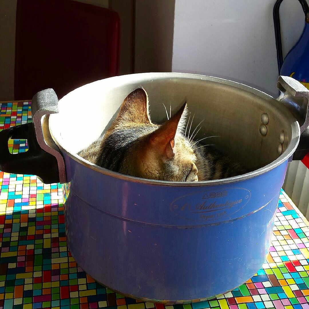 Ciboulette participe au concours pour gagner de l'argent avec cette photo : cat, cat_ears, cooking_pot, table, tablecloth, colorful, mosaic_pattern, indoor, sunlight, nap, pet, animal, feline, resting, domestic, quiet, still_life, container, kitchen, cozy