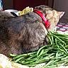 Ciboulette participe au concours pour gagner de l'argent avec cette photo : cat, tabby, red_collar, green_beans, vegetables, table, indoor, domestic, pet, fur, food, still_life, household, relaxed, cozy, feline, brown, striped, close_up, resting