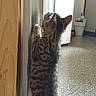 Ciboulette participe au concours pour gagner de l'argent avec cette photo : kitten, cat, tabby, curious, standing, pawing, trash_bin, kitchen, floor, speckled_floor, wooden_panel, indoor, pet, feline, young_cat, fur, animal, small, exploring, light