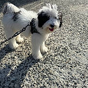 Oreo joined the competition — help win amazing prizes! accessories, animal, canine, chain, cockerspaniel, dog, eskimodog, leash, papillon, path, pet, poodle, puppy, road, sidewalk, slate, strap, tarmac, terrier, whitedog