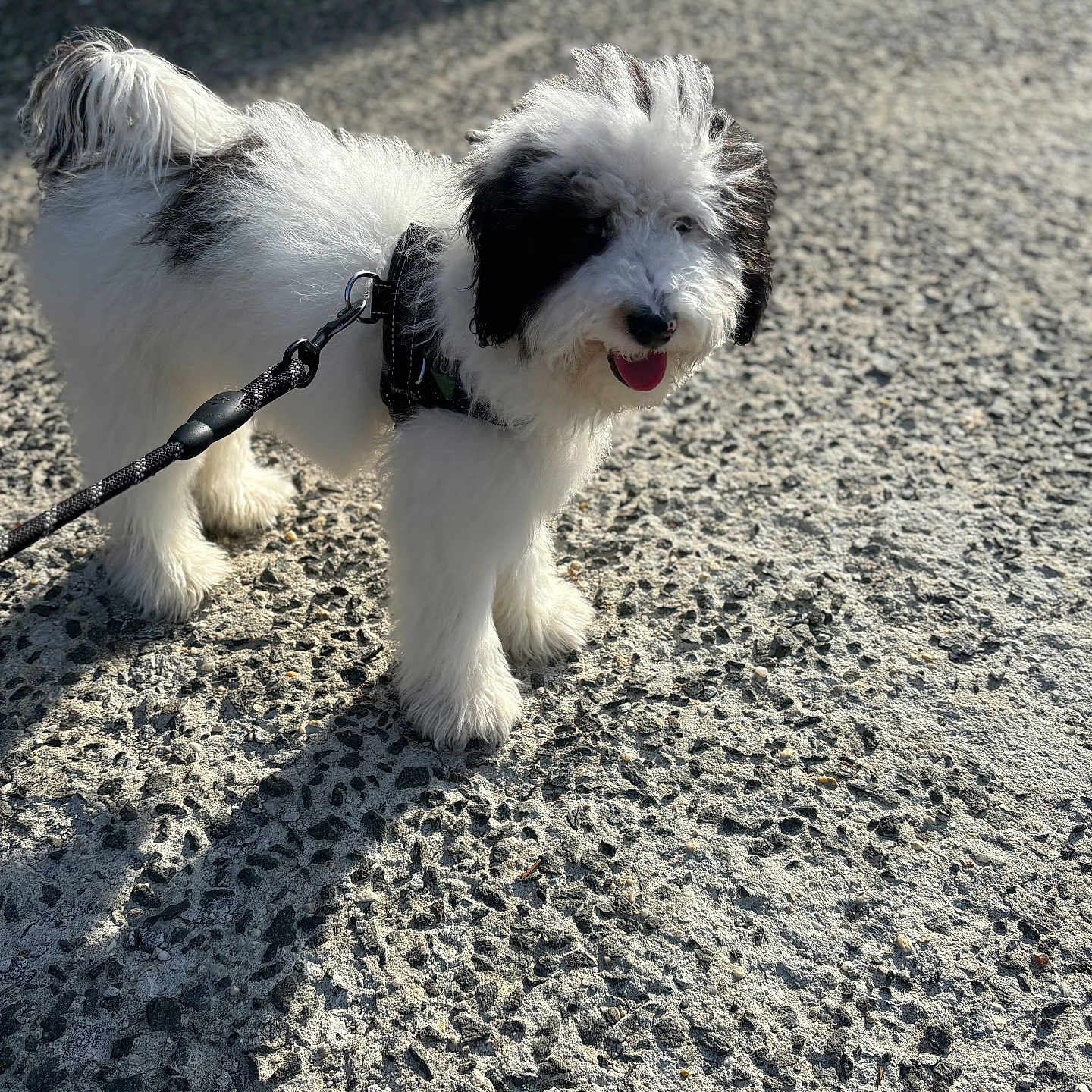 Oreo