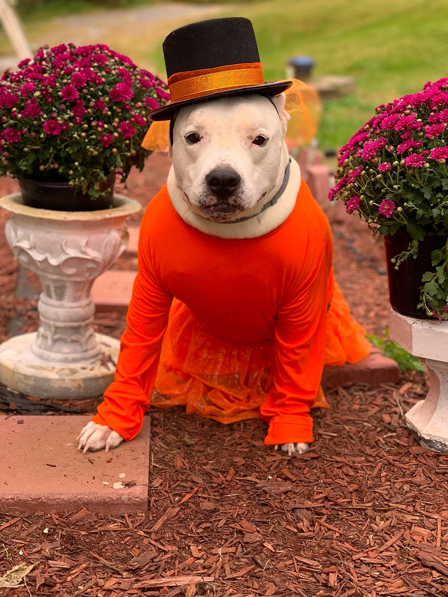 Princess is registered to the contest to win money with this photo: american_staffordshire_terrier, canidae, carnivore, companion_dog, costume, dog, dog_breed, dog_clothes, fawn, flower, hat, mammal, non_sporting_group, puppy, snout, vertebrate