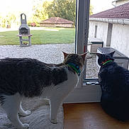 Léa participe au concours pour gagner de l'argent avec cette photo : animal, architecture, bench, building, cat, couch, furniture, grass, hardwood, house, housing, manx, outdoors, pet, plant, porch, roof, shelter, window, wood