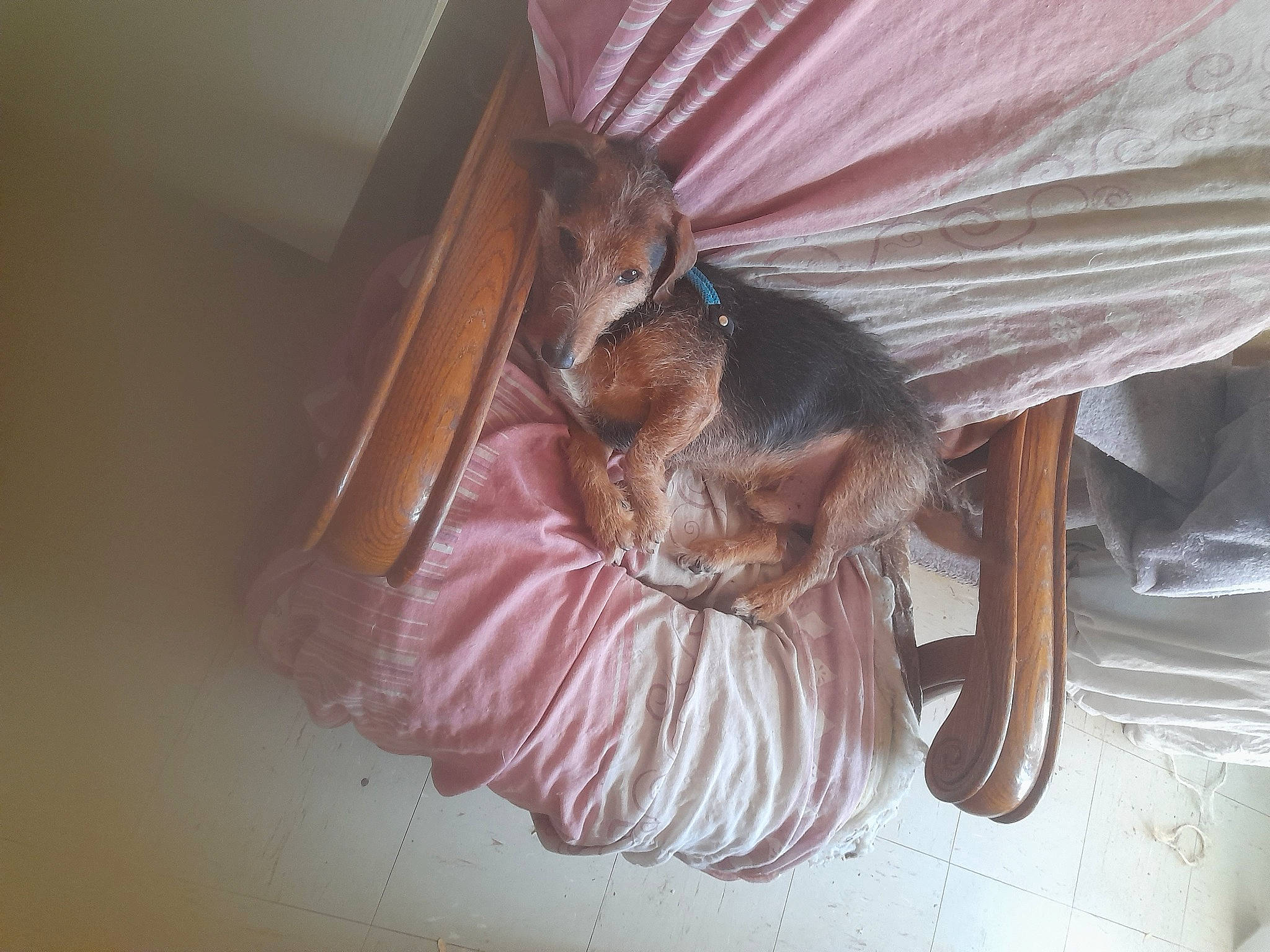 Loupigne a rejoint le concours — aidez-le/la à gagner de superbes lots ! bat, canidae, carnivore, comfort, companion_dog, dog_breed, fawn, felidae, fur, hardwood, liver, room, small_to_medium_sized_cats, sporting_group, tail, tints_and_shades, whiskers, window, wing, wood