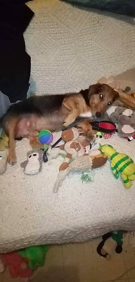 Loupigne participe au concours pour gagner de l'argent avec cette photo : art, bathing, canidae, carnivore, comfort, companion_dog, dog, dog_breed, dog_supply, fawn, linens, non_sporting_group, pet_supply, plastic, sporting_group, stuffed_toy, toy, working_animal