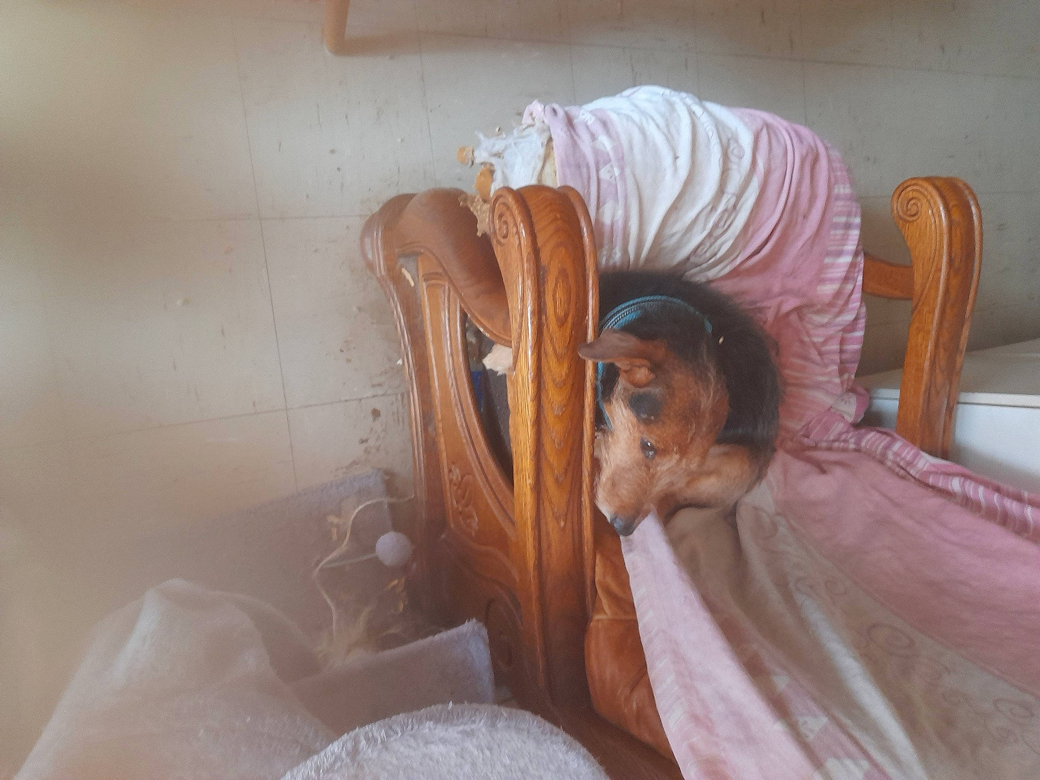 Loupigne participe au concours pour gagner de l'argent avec cette photo : bed, bed_sheet, bedding, bedroom, bedtime, blanket, chair, child, comfort, companion_dog, flooring, fun, fur, human_leg, linens, nap, room, sitting, sleep, wood