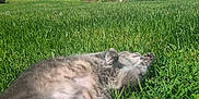 Lexi is registered to the contest to win money with this photo: cat, grass, outdoor, sunlight, fence, greenery, relaxing, pet, animal, nature, daytime, fur, mammal, domestic_cat, resting, playful, summer, backyard, peaceful, paw