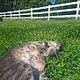 cat, grass, outdoor, sunlight, fence, greenery, relaxing, pet, animal, nature, daytime, fur, mammal, domestic_cat, resting, playful, summer, backyard, peaceful, paw