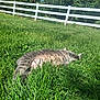 cat, gray_cat, tabby, grass, lawn, outdoor, sunlight, fence, white_fence, relaxing, pet, animal, nature, summer, greenery, sleeping, fluffy, daytime, resting, mammal