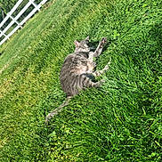 Lexi is registered to the contest to win money with this photo: cat, gray_tabby, grass, outdoor, sunlight, fence, yard, pet, animal, relaxed, stretching, greenery, nature, paw, feline, summer, peaceful, mammal, resting, domestic_cat