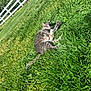 cat, gray_tabby, grass, outdoor, sunlight, fence, yard, pet, animal, relaxed, stretching, greenery, nature, paw, feline, summer, peaceful, mammal, resting, domestic_cat