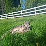 cat, gray_tabby, grass, outdoor, sunlight, fence, greenery, nature, relaxed, animal, pet, yard, tree, blue_sky, summer, mammal, whiskers, fur, peaceful, daytime