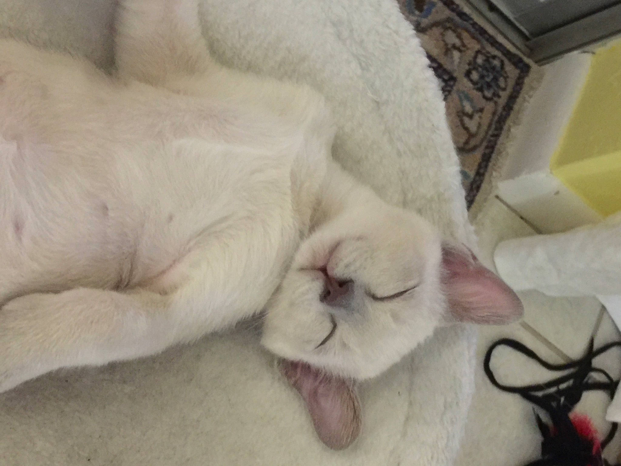 Finnegan joined the competition — help win amazing prizes! carnivore, cat, claw, comfort, domestic_short_haired_cat, fawn, felidae, flooring, foot, fur, linens, paw, small_to_medium_sized_cats, snout, tail, terrestrial_animal, whiskers, wire, wood, wrinkle