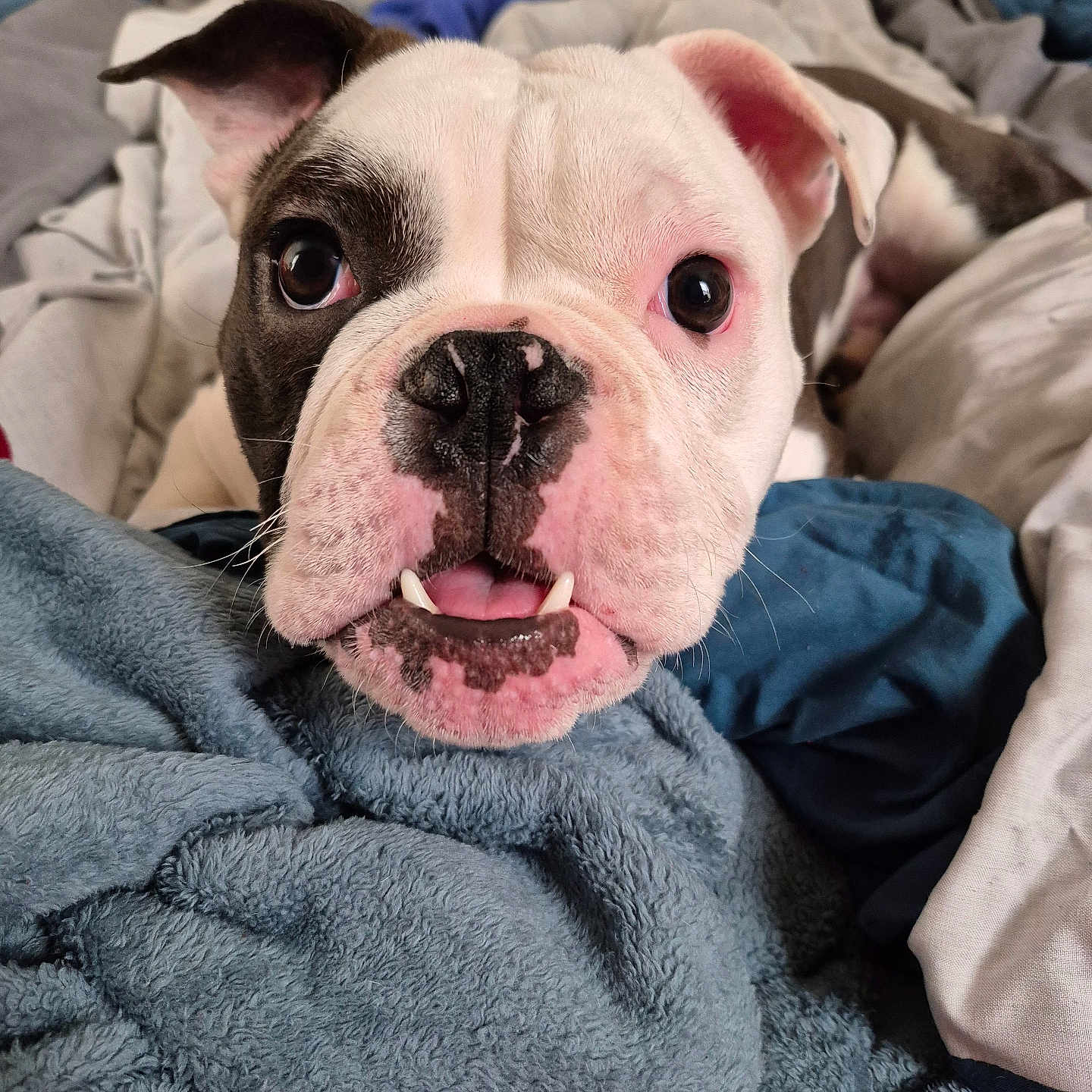 Grunt