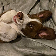 Copper is registered to the contest to win money with this photo: dog, brown_and_white, blanket, pet, ears, nose, tongue, fur, cute, lying_down, cozy, indoor, close_up, animal, relaxed, soft_texture, expression, face, paws, resting