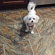 Marley is registered to the contest to win money with this photo: dog, white_dog, small_dog, pet, floor, tile_floor, kitchen, curious, cute, standing, fur, indoors, domestic_animal, looking_up, tail, companion, animal, household, canine, friendly