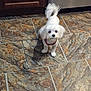 dog, white_dog, small_dog, pet, floor, tile_floor, kitchen, curious, cute, standing, fur, indoors, domestic_animal, looking_up, tail, companion, animal, household, canine, friendly