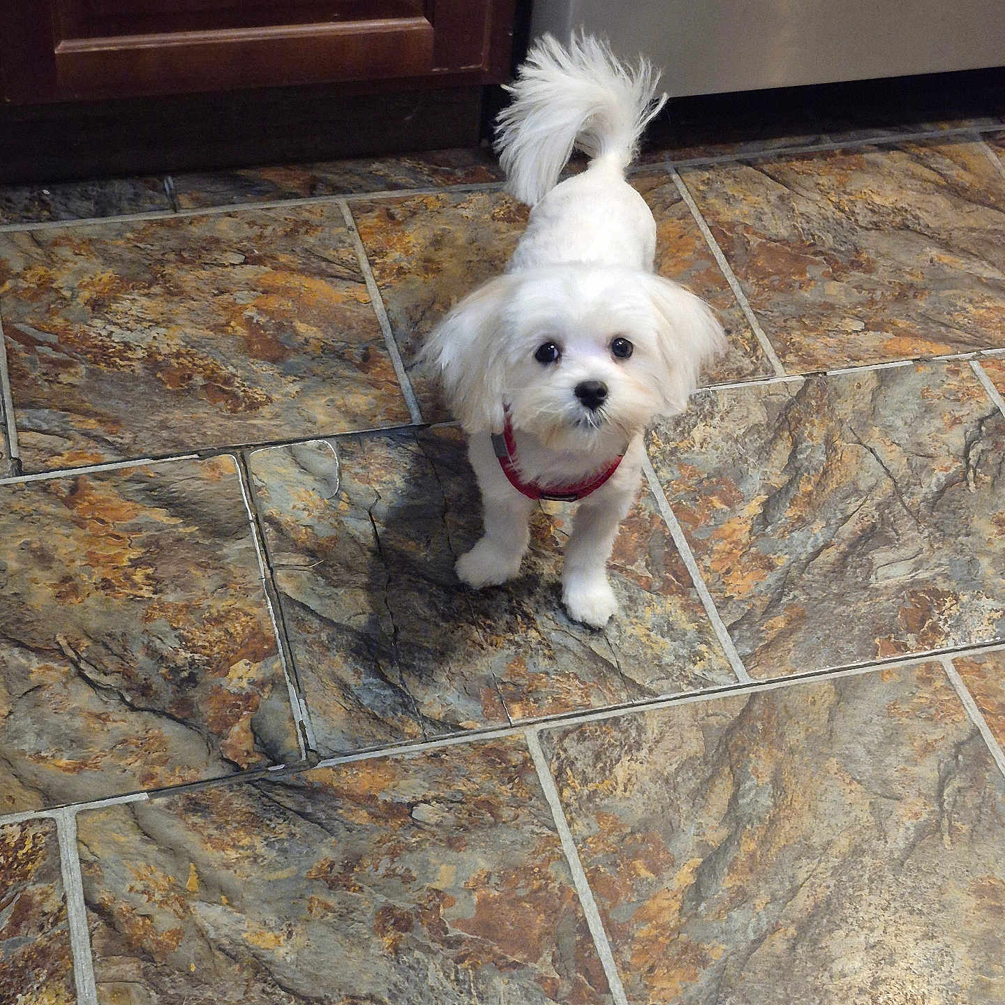 Marley is registered to the contest to win money with this photo: animal, canine, companion, curious, cute, dog, domestic_animal, floor, friendly, fur, household, indoors, kitchen, looking_up, pet, small_dog, standing, tail, tile_floor, white_dog