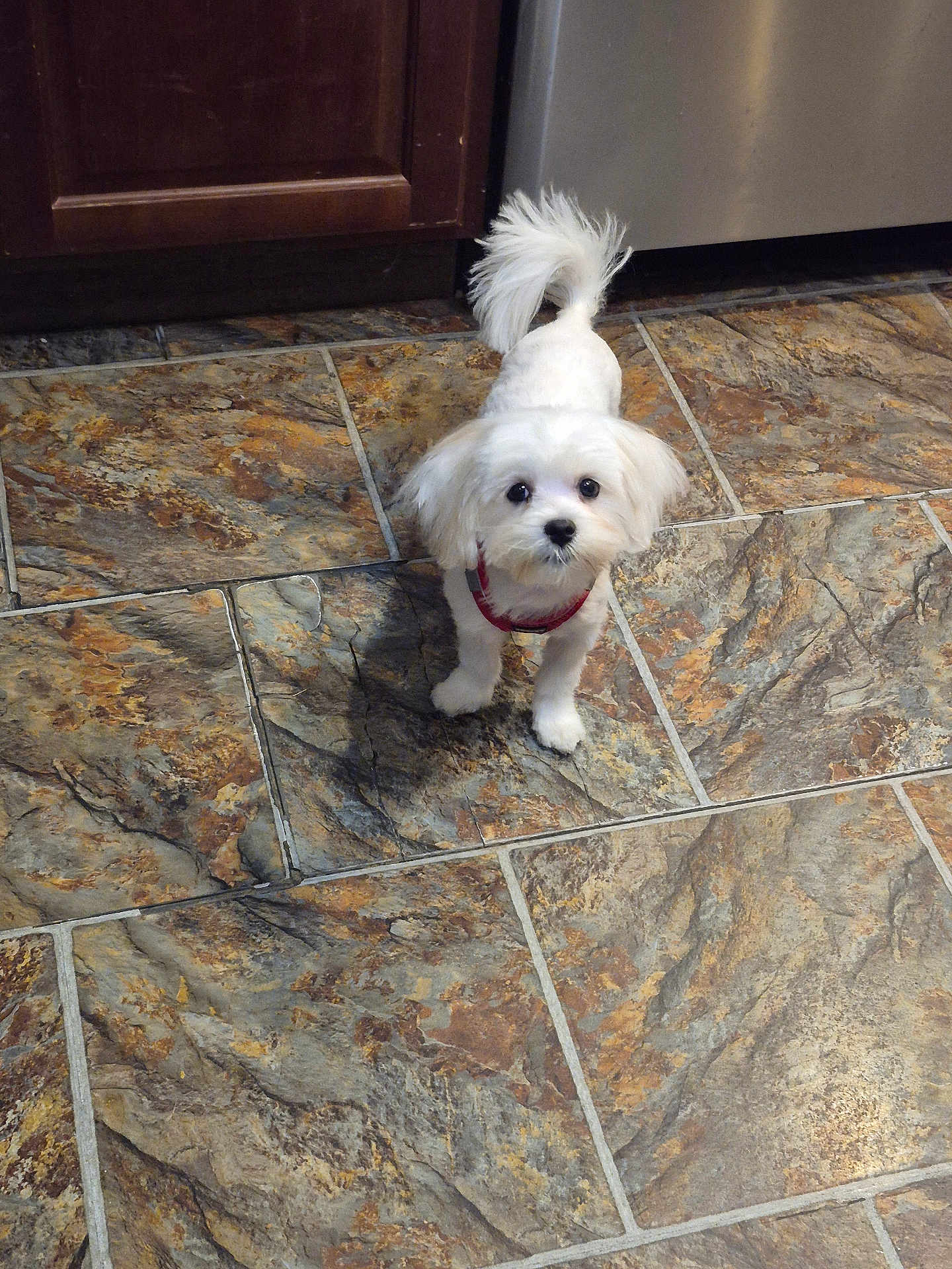 Marley