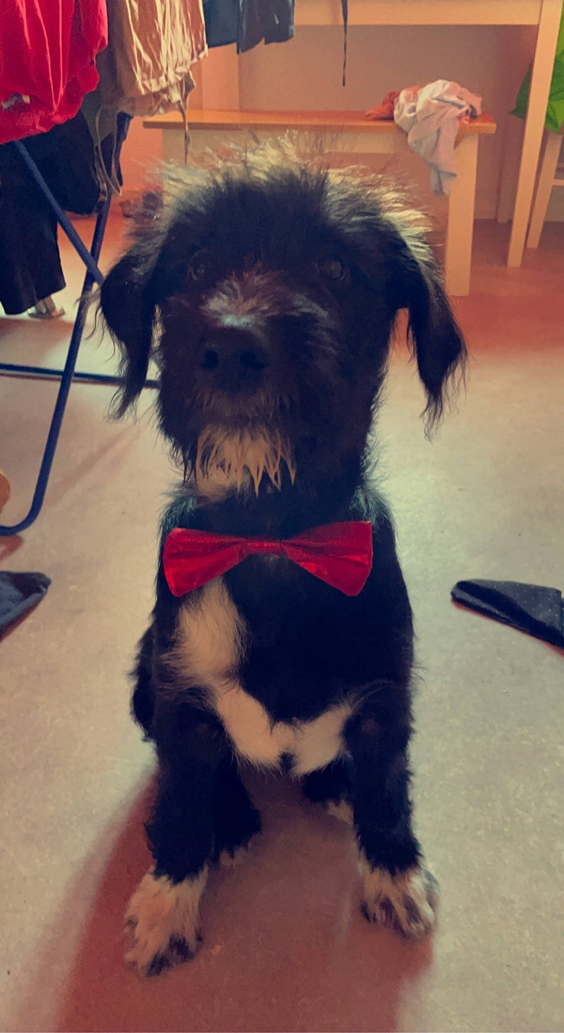 Sherlock is registered to the contest to win money with this photo: canidae, carnivore, collar, companion_dog, dog, dog_breed, dog_clothes, dog_collar, dog_supply, fashion_accessory, flooring, fur, pet_supply, small_terrier, snout, sporting_group, tail, terrier, tie, toy_dog