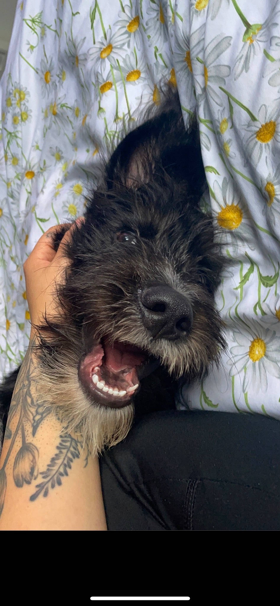 Sherlock is registered to the contest to win money with this photo: carnivore, companion_dog, dog, dog_breed, fang, flesh, flower, fur, petal, plant, schnauzer, small_terrier, snout, sporting_group, standard_schnauzer, tattoo, terrier, toy_dog, water_dog, working_animal