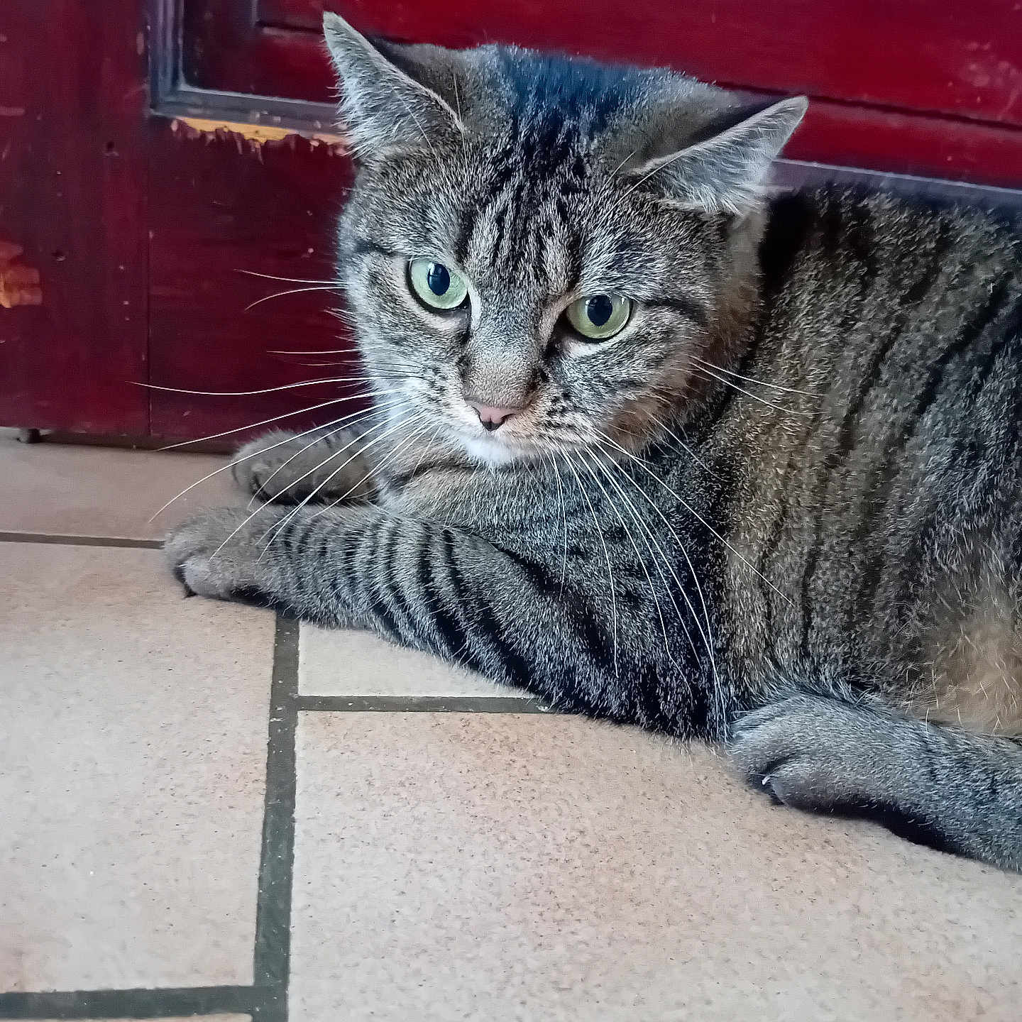 Maya a rejoint le concours — aidez-le/la à gagner de superbes lots ! abyssinian, animal, cat, couch, furniture, hardwood, kitten, manx, pet, slate, wood