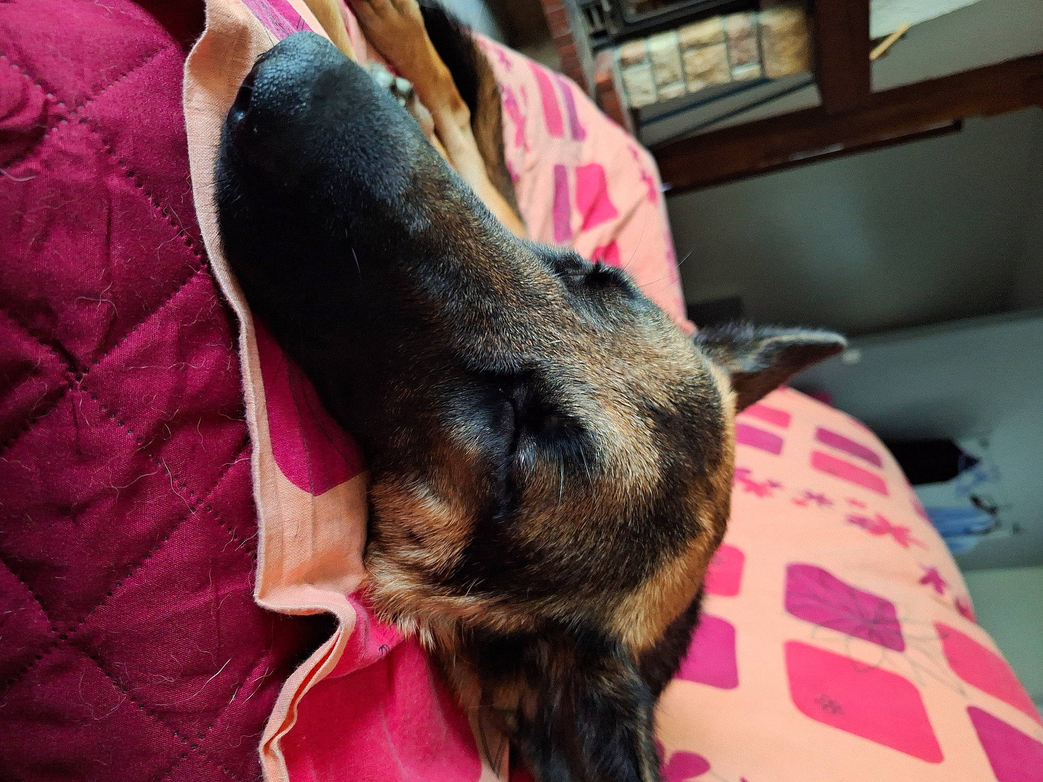 Bella participe au concours pour gagner de l'argent avec cette photo : canidae, carnivore, collar, comfort, companion_dog, dog, dog_breed, ear, fashion_accessory, fawn, fur, gesture, human_leg, magenta, nail, nap, snout, sporting_group, working_animal, wrist