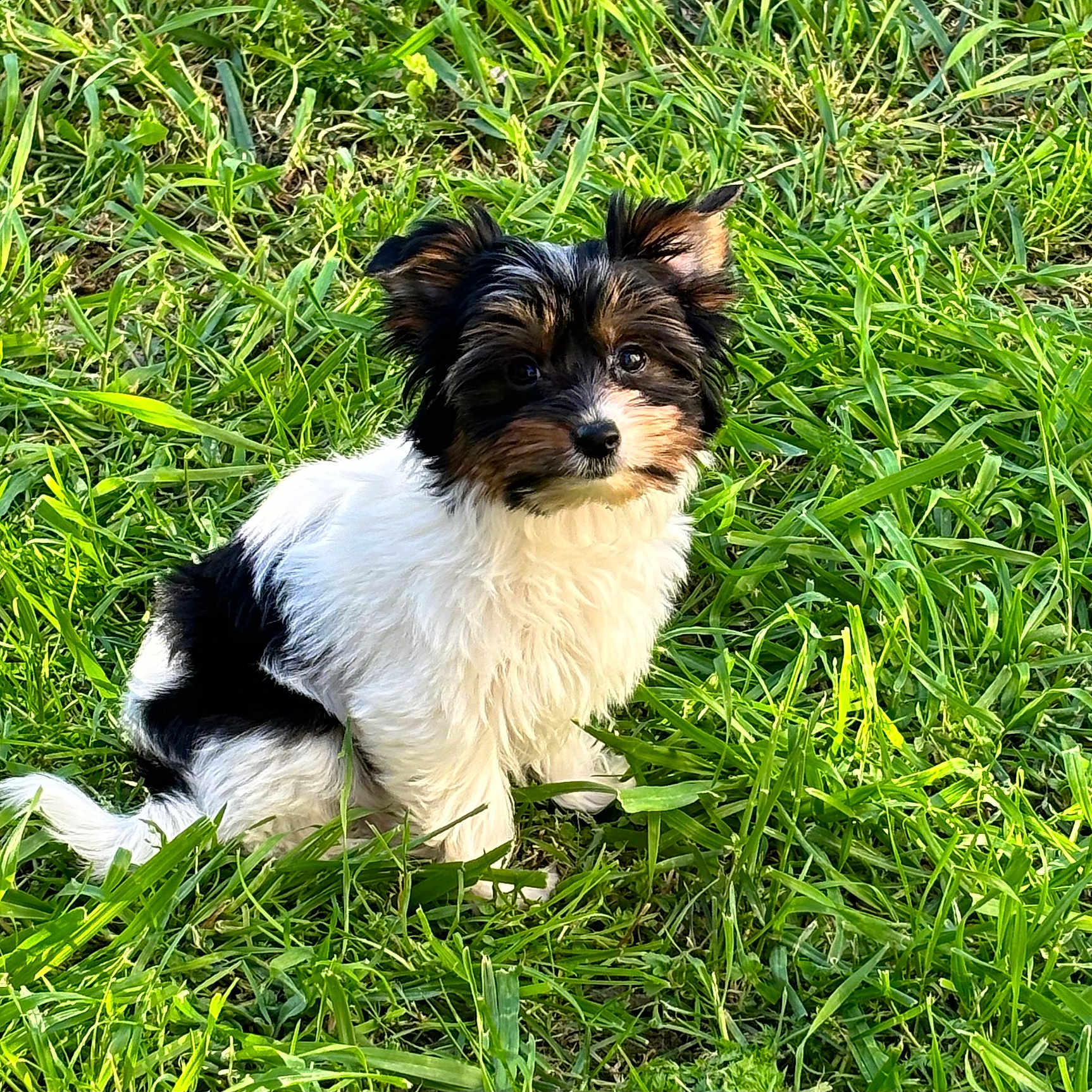 Vaina participe au concours pour gagner de l'argent avec cette photo : adorable, animal, black, canine, cute, dog, ears, fur, grass, greenery, nature, outdoor, pet, portrait, puppy, sitting, small, tan, white, young