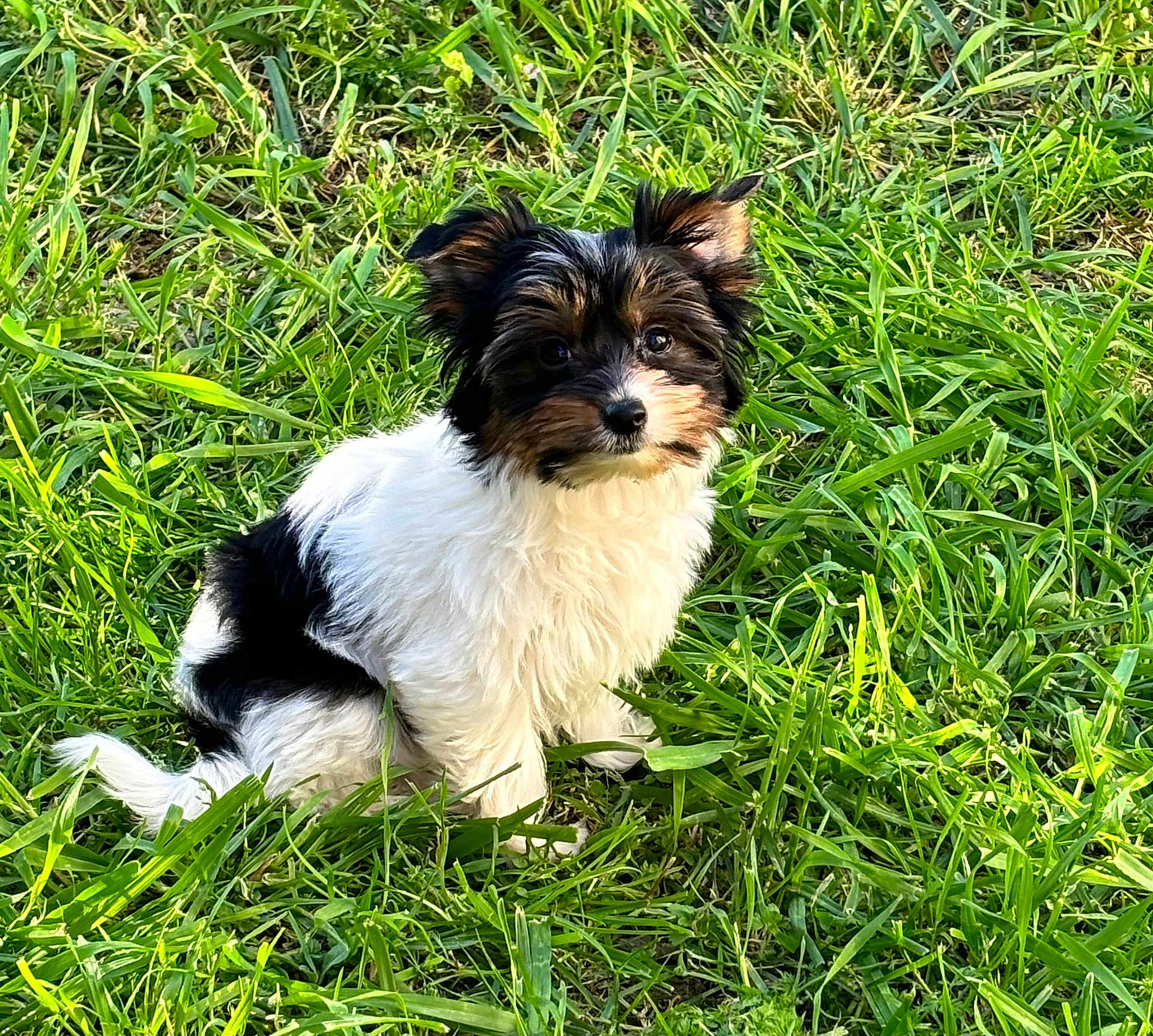Vaina participe au concours pour gagner de l'argent avec cette photo : puppy, dog, grass, outdoor, pet, animal, cute, fur, small, young, black, white, tan, ears, sitting, nature, adorable, canine, portrait, greenery
