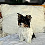 Vaina participe au concours pour gagner de l'argent avec cette photo : puppy, dog, small_dog, fluffy, black, white, brown, striped_blanket, pillow, cozy, indoor, pet, cute, fur, ears, sitting, curious, texture, soft_light, home