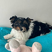 Vaina a rejoint le concours — aidez-le/la à gagner de superbes lots ! puppy, dog, toy, stuffed_animal, blue_blanket, indoor, pet, cute, fluffy, black_and_white, brown, lying_down, young, animal, face, ears, soft, cozy, playful, resting