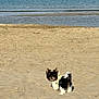 Vaina a rejoint le concours — aidez-le/la à gagner de superbes lots ! dog, beach, sand, water, sea, sky, small_dog, puppy, outdoor, sunny, animal, pet, walking, nature, shoreline, coast, summer, canine, cute, fur