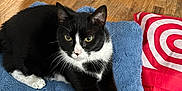 Whiskers joined the competition — help win amazing prizes! bag, black_fur, blue_cushion, cat, claws, domestic_animal, door, flooring, fluffy_cushion, fur, household_item, indoor, pet, red_and_white, relaxed, stretching, tuxedo_cat, whiskers, white_paws, wooden_floor