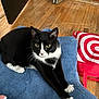 bag, black_fur, blue_cushion, cat, claws, domestic_animal, door, flooring, fluffy_cushion, fur, household_item, indoor, pet, red_and_white, relaxed, stretching, tuxedo_cat, whiskers, white_paws, wooden_floor