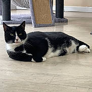 Whiskers joined the competition — help win amazing prizes! animal, black_and_white, cat, cat_hammock, cute, domestic, ears, feline, floor, fur, home, indoor, lying_down, paws, pet, relaxed, scratching_post, tuxedo_cat, whiskers, wooden_floor