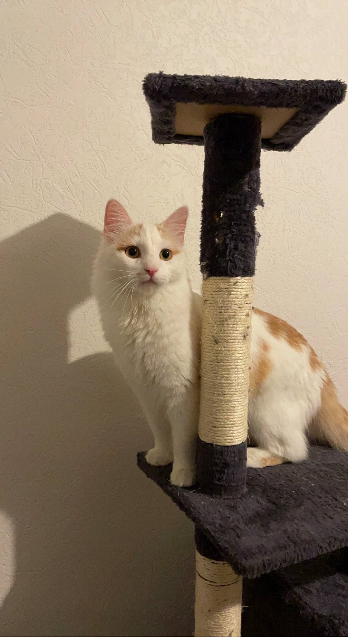 Themis participe au concours pour gagner de l'argent avec cette photo : carnivore, cat, cat_furniture, cat_supply, domestic_short_haired_cat, fawn, felidae, fur, paw, pet_supply, room, small_to_medium_sized_cats, snout, tail, whiskers, window, wood