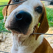 Webs joined the competition — help win amazing prizes! dog, close_up, outdoor, fence, wire, brown, white, pet, animal, curious, portrait, grass, sunlight, snout, ears, whiskers, nature, daylight, cute, canine