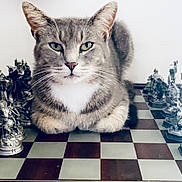 Sabian joined the competition — help win amazing prizes! cat, chessboard, chess_pieces, gray_cat, white_chest, board_game, tabletop, indoor, pet, animal, feline, strategy_game, figurine, medieval, mythical, closeup, focused, sitting, decorative, game