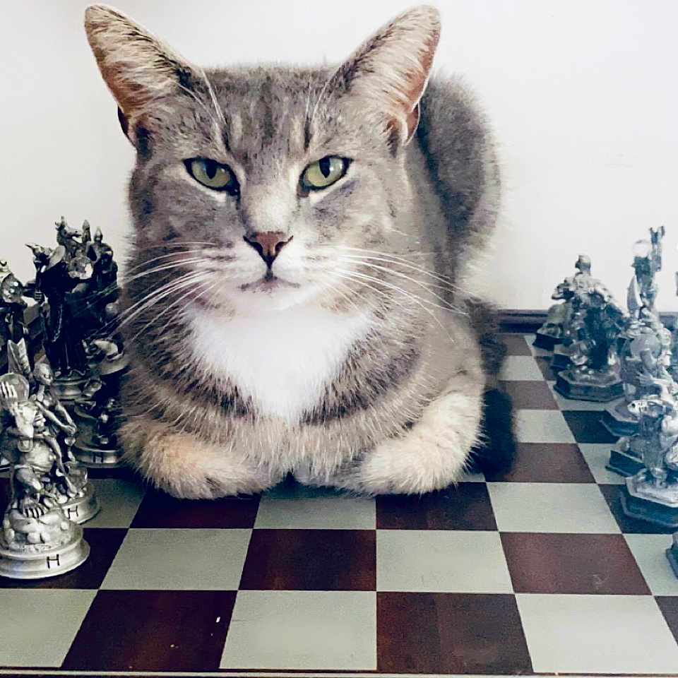 Sabian joined the competition — help win amazing prizes! animal, board_game, cat, chess_pieces, chessboard, closeup, decorative, feline, figurine, focused, game, gray_cat, indoor, medieval, mythical, pet, sitting, strategy_game, tabletop, white_chest