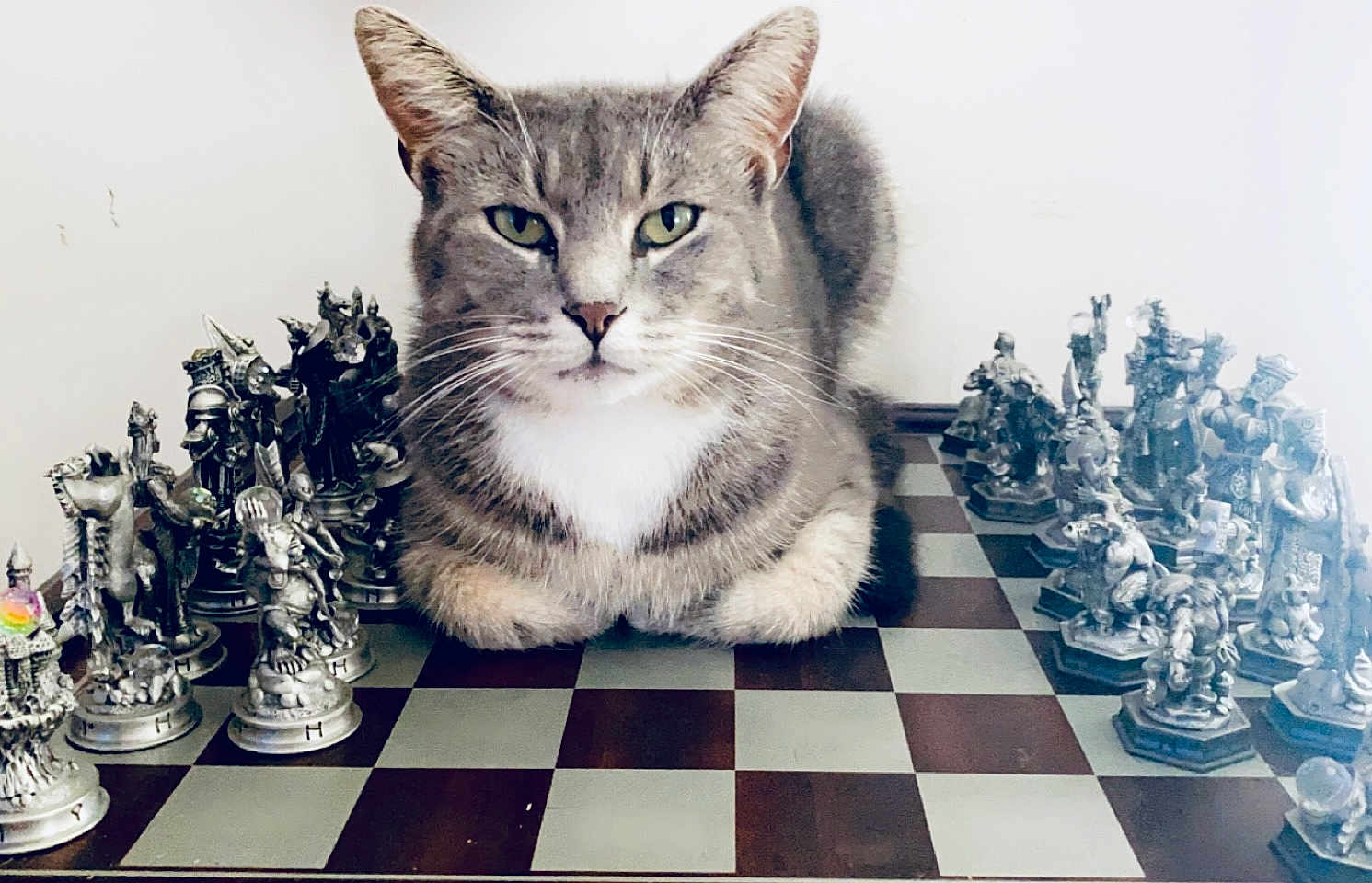 Sabian joined the competition — help win amazing prizes! cat, chessboard, chess_pieces, gray_cat, white_chest, board_game, tabletop, indoor, pet, animal, feline, strategy_game, figurine, medieval, mythical, closeup, focused, sitting, decorative, game