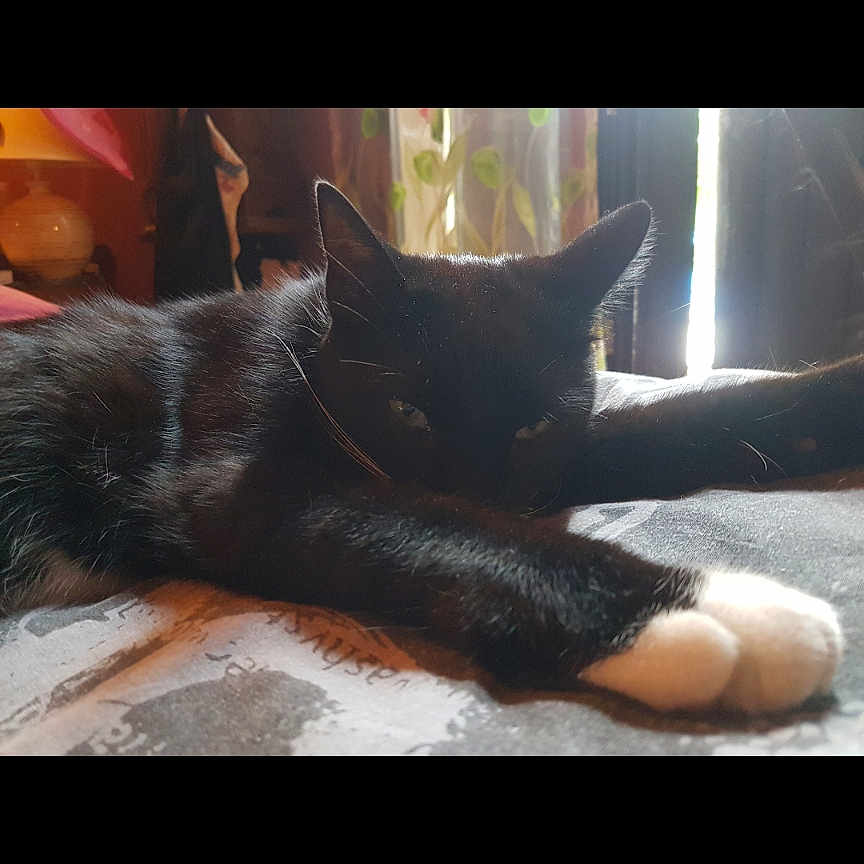 Moustachu a rejoint le concours — aidez-le/la à gagner de superbes lots ! abyssinian, animal, blackcat, cat, computer, couch, electronics, furniture, hardwood, indoors, interiordesign, kitten, laptop, manx, pc, person, pet, sleeping, wood