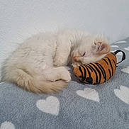 Tony is registered to the contest to win money with this photo: abyssinian, angora, animal, blanket, canine, cat, cushion, dog, homedecor, indoors, kitten, manx, person, pet, plush, siamese, sleeping, tiger, toy, whitedog