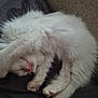 Tony joined the competition — help win amazing prizes! angora, animal, cat, couch, furniture, kitten, manx, person, pet, siamese, sleeping, white
