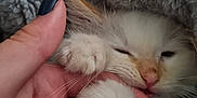 Tony joined the competition — help win amazing prizes! animal, blanket, bodypart, cat, electronics, face, finger, hand, hardware, head, kitten, manx, mobilephone, nail, person, pet, phone, photography, portrait, siamese