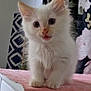 Tony is registered to the contest to win money with this photo: abyssinian, angora, animal, cat, drawer, furniture, kitten, manx, pet, siamese