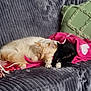 Jj joined the competition — help win amazing prizes! cat, cats, sleeping, napping, couch, blanket, pink_blanket, green_pillow, gray_couch, feline, pet, indoor, cozy, resting, domestic_animal, fur, cute, two_cats, animal, comfort