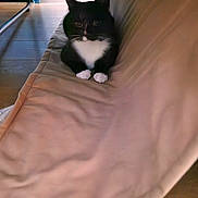 Jj joined the competition — help win amazing prizes! cat, tuxedo_cat, black_and_white, pet, animal, indoor, blanket, wooden_floor, furniture, cozy, relaxed, paws, curious, resting, domestic_cat, home, soft_texture, quiet, cute, comfort