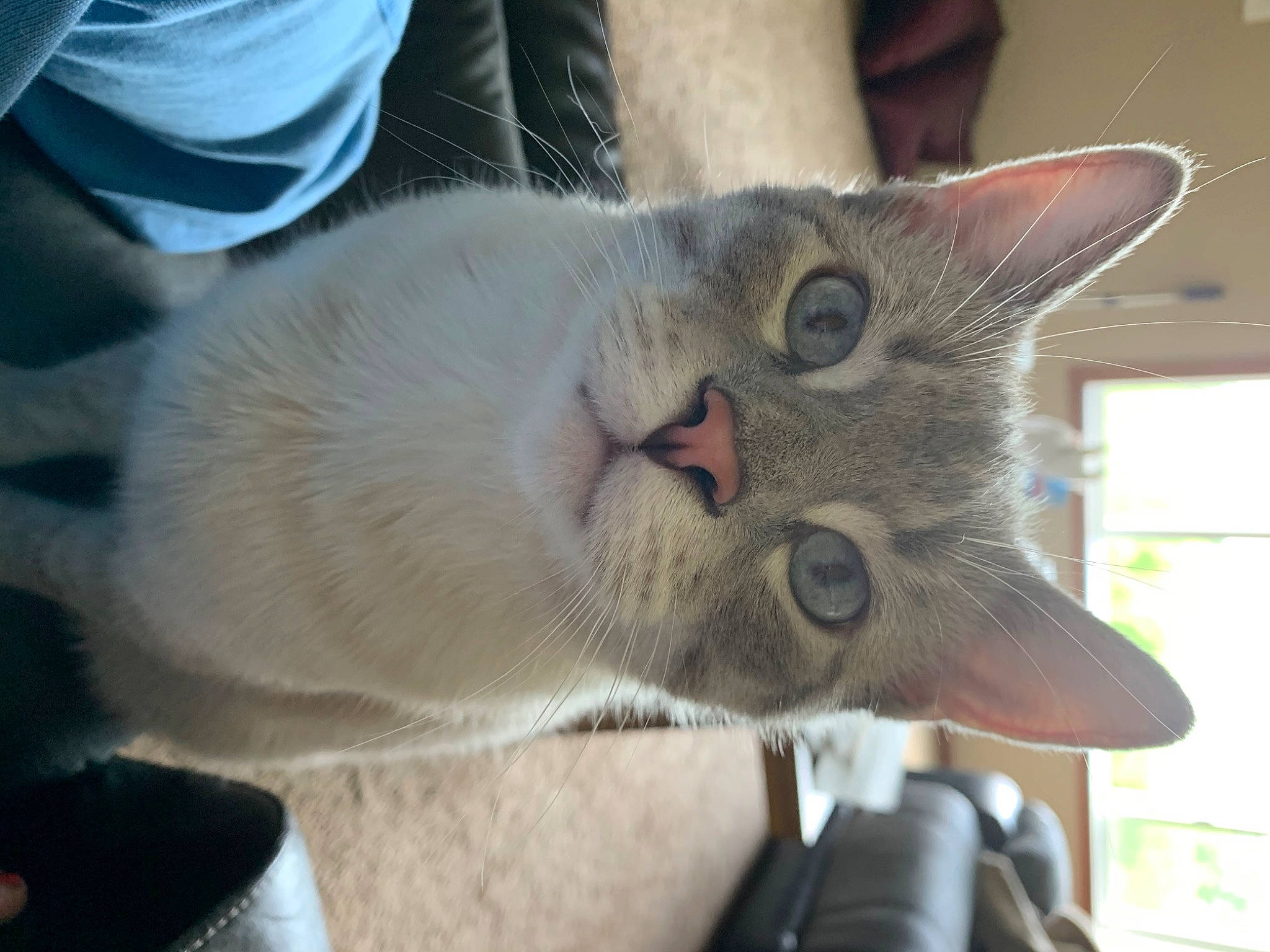 Miles joined the competition — help win amazing prizes! asian, burmese, carnivore, cat, chartreux, domestic_short_haired_cat, fawn, felidae, german_rex, kitten, korat, mammal, oriental_shorthair, singapura, small_to_medium_sized_cats, snout, thai, tonkinese, vertebrate, whiskers