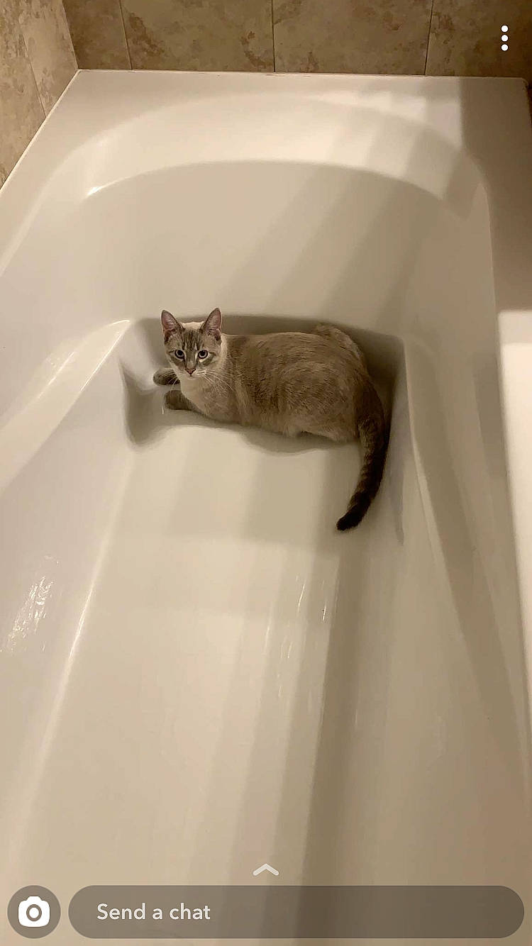 Miles is registered to the contest to win money with this photo: bathroom, bathtub, carnivore, cat, domestic_short_haired_cat, european_shorthair, fawn, felidae, kitten, plumbing_fixture, room, small_to_medium_sized_cats, tail, toilet, whiskers