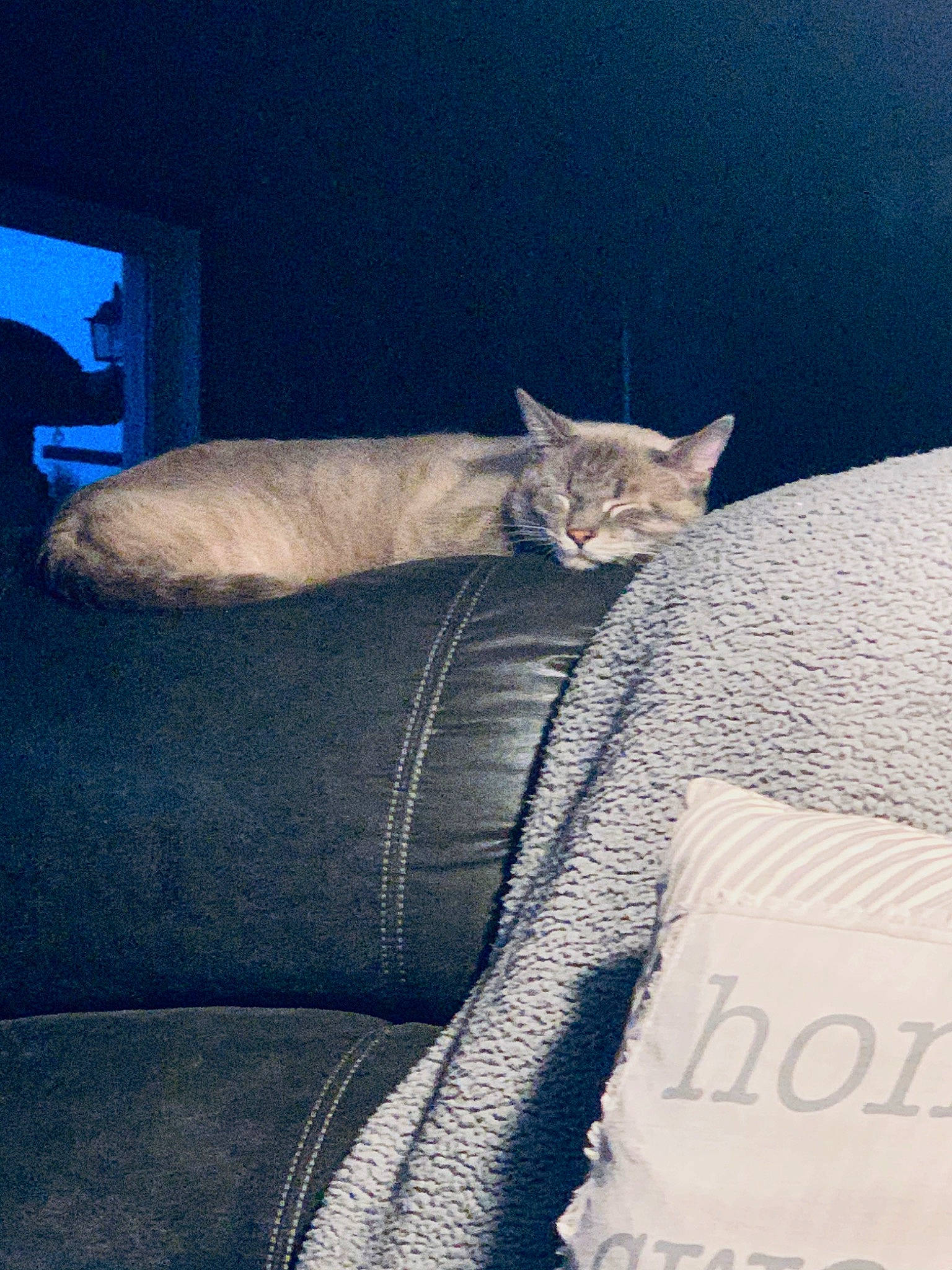 Miles is registered to the contest to win money with this photo: asian, british_shorthair, burmilla, carnivore, cat, comfort, devon_rex, domestic_short_haired_cat, felidae, furniture, kitten, nap, singapura, small_to_medium_sized_cats, whiskers